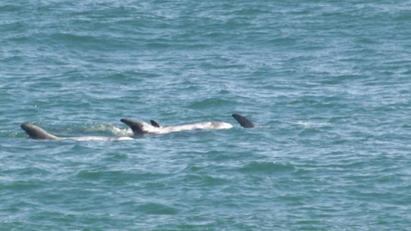 [VIDEO] Delfines en la playa de Reñaca sorprenden a turistas