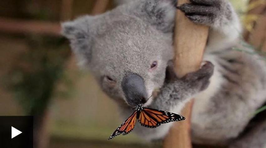 La mariposa que se quedó pegada a la nariz de un koala durante la grabación de un video