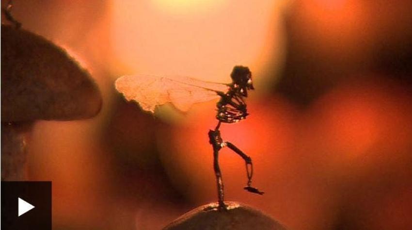 [VIDEO] La artista que crea esculturas diminutas con animales muertos