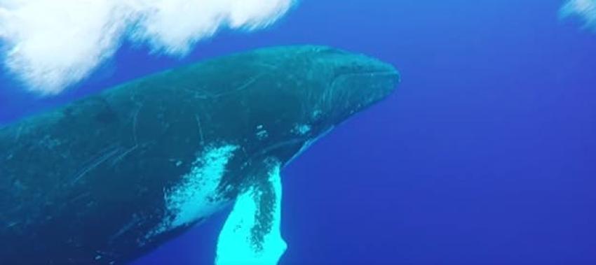 [VIDEO] Buzo captura el increíble momento en que esta ballena salta a pocos metros de distancia