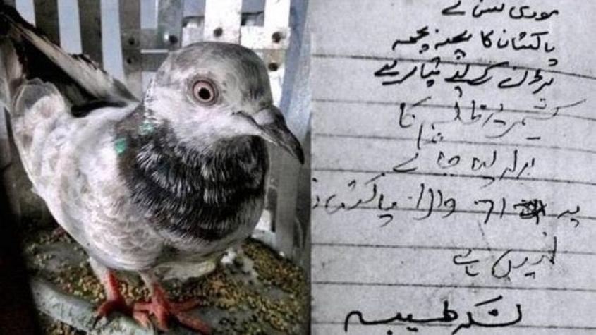 La curiosa historia de las palomas arrestadas en India por ser "espías"