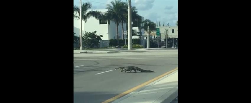 [VIDEO] Los estragos del huracán Matthew: un caimán se pasea por las calles de Miami