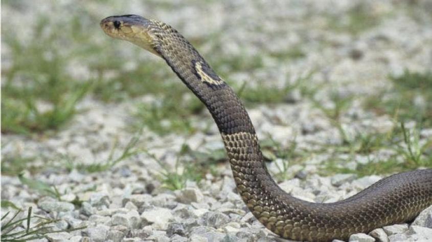 Fuga de 50 cobras bebé tiene en alerta a las autoridades del este de China