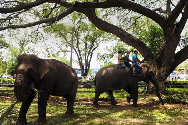 Brasil abre el primer refugio para elefantes de Latinoamérica