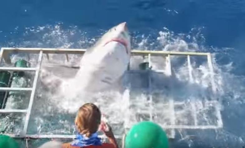 [VIDEO] El terror de una tripulación cuando un tiburón entra en la jaula de un buzo