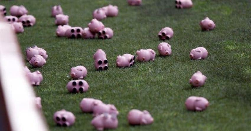 [VIDEO] “Lluvia de cerdos” obliga a suspender partido en la Liga de Inglaterra