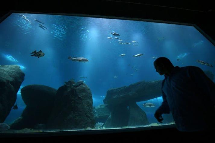 Viaje al fondo del mar: Rio inaugura el acuario más grande de Sudamérica
