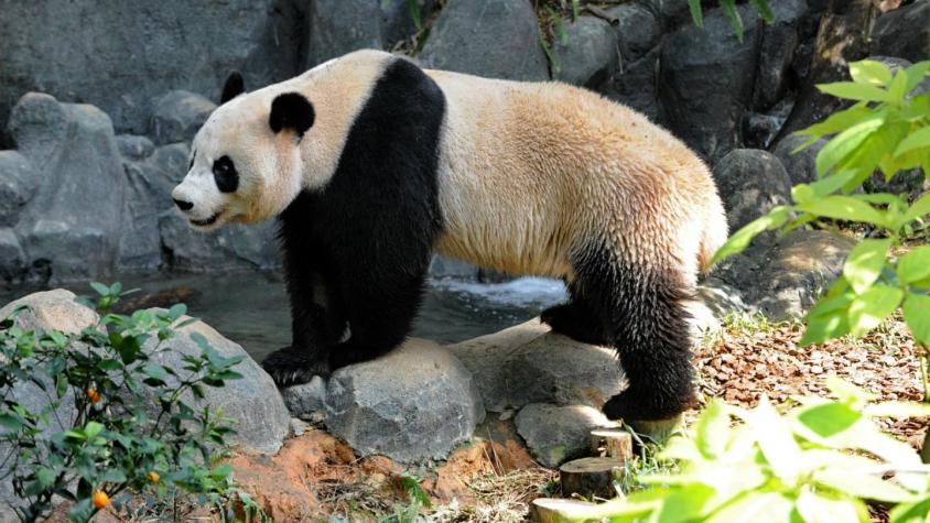 Muere en Hong Kong la panda gigante más vieja que vivió en cautiverio
