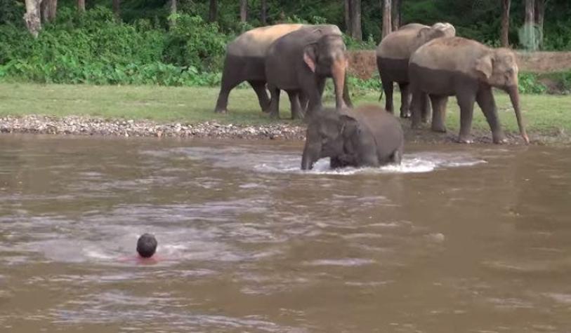 [VIDEO] Elefante bebé se lanza a un río para rescatar a su cuidador