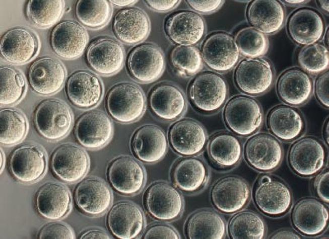 ¿Una solución a la infertilidad? Científicos crean óvulos a partir de células madre
