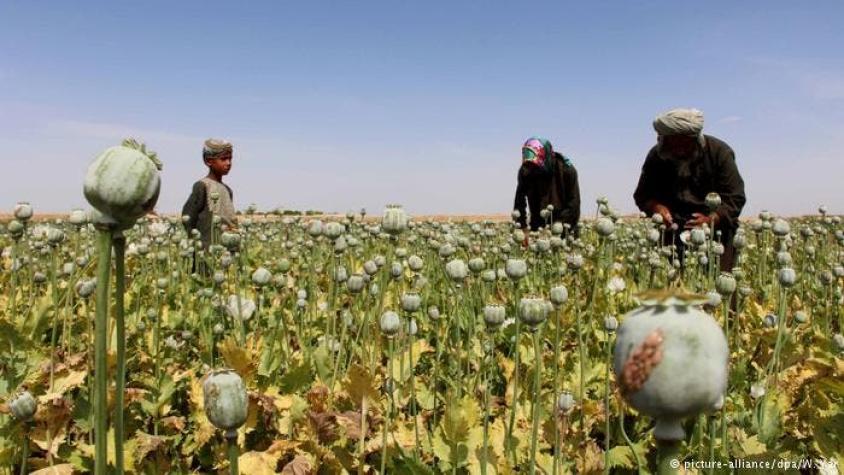 ONU: cultivo de opio en Afganistán sube un 43%
