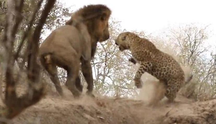 [VIDEO] León ataca sorpresivamente a un leopardo dormido
