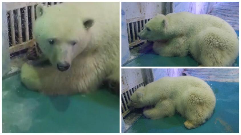 El oso polar "más triste del mundo" muestra signos de deterioro mental