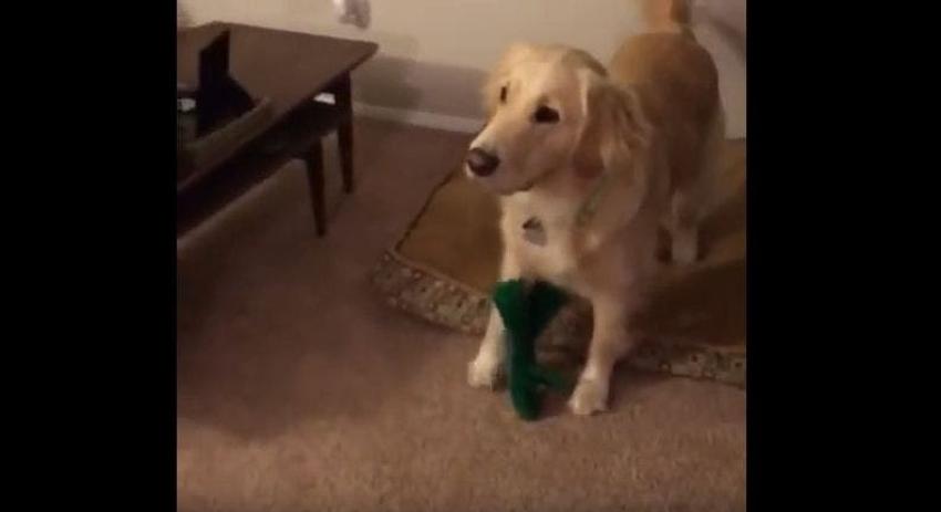 [VIDEO] Así reacciona un perro cuando su amo se disfraza de su juguete favorito