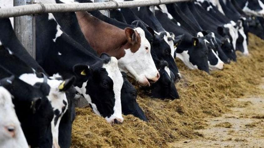 El ejemplar de toro que con 16.000 crías transformó la industria lechera mundial