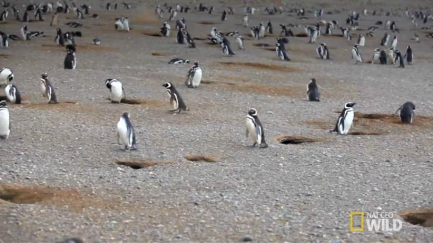 [VIDEO] La sangrienta pelea de un pingüino después de encontrar a su pareja con “un amante”