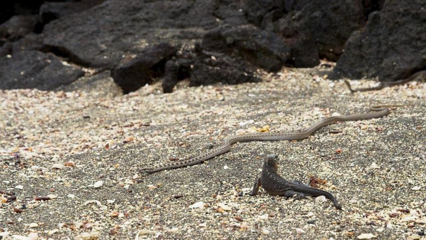 La épica persecución de unas serpientes a una iguana se vuelve viral