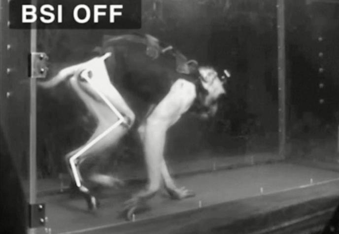 Científicos logran que un mono paralizado por una lesión espinal camine otra vez