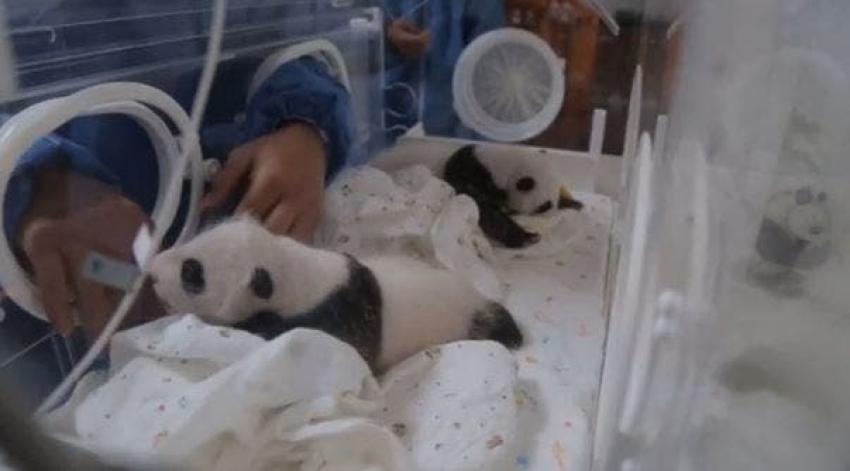 [VIDEO] Cachorros de panda mellizos debutan en zoológico en Shangai