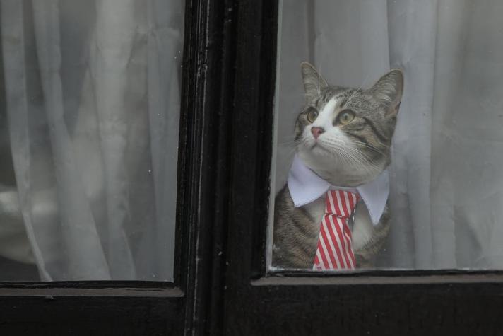De terno y corbata: el gato de Julian Assange se roba las miradas en Londres