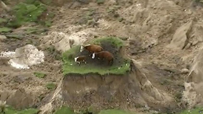 Las tres vacas que se quedaron aisladas en un prado tras el potente terremoto en Nueva Zelanda