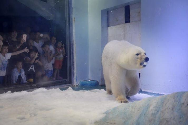 El "oso polar más triste del mundo" deja temporalmente el centro comercial
