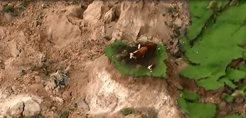 Vacas atrapadas en Nueva Zelanda fueron rescatadas por granjeros