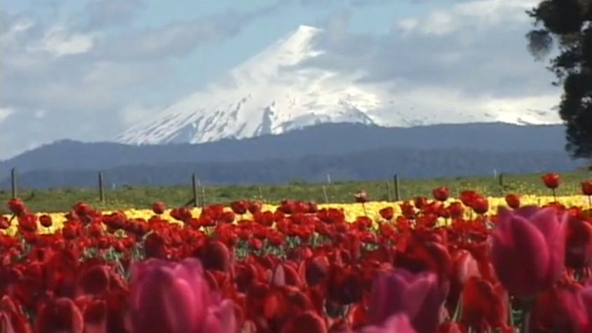 Aumenta exportación de flores chilenas hacia el mundo