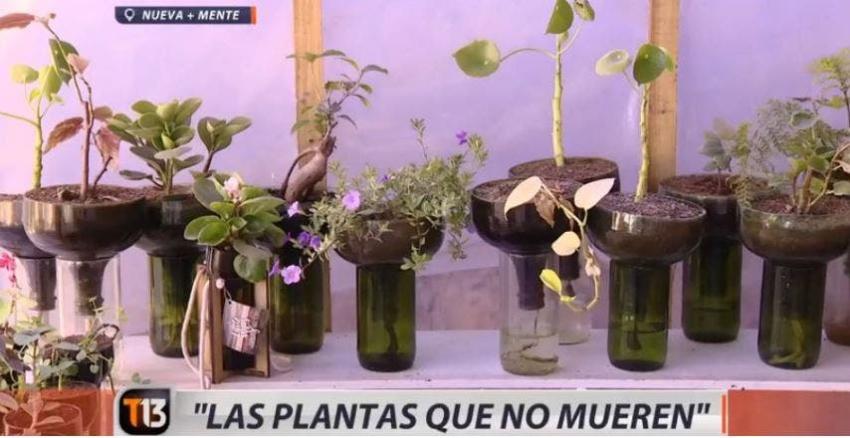 [VIDEO] Las plantas que no mueren