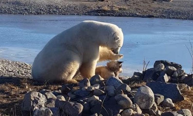 Video viral de la amistad entre un oso polar y un perro tuvo una segunda parte poco feliz