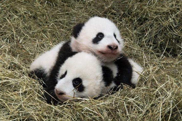 [FOTOS] Los pandas gemelos de Viena son bautizados "Fu Feng" y "Fu Ban"