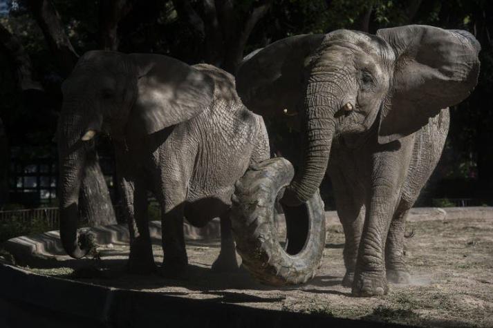 Abogados de tres elefantes acusan de maltrato a zoológico en Argentina