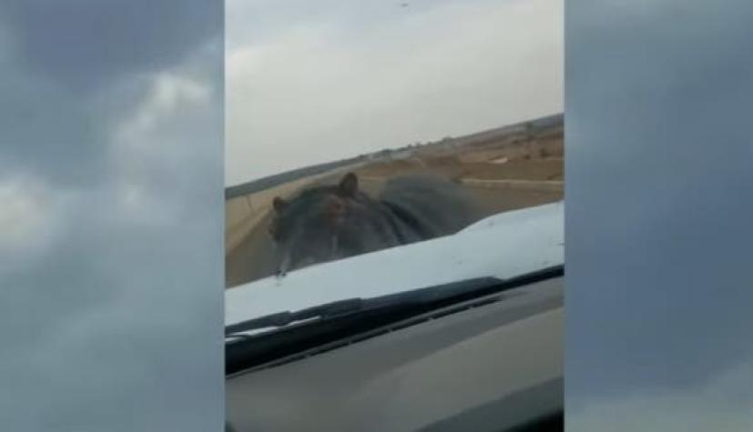 [VIDEO] Hipopótamo enojado ataca a una camioneta en Sudáfrica