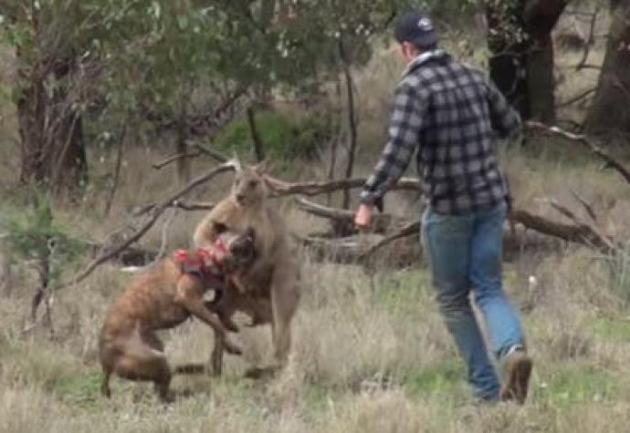 [VIDEO] La verdadera historia del video del hombre que boxea con un canguro