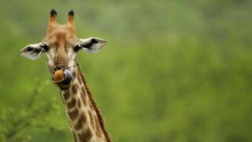 Qué hay detrás de la "silenciosa extinción" de las jirafas en África