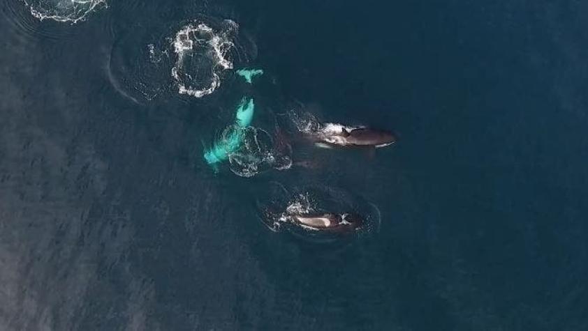 [VIDEO] Drone graba la cacería de ballenas asesinas a un tiburón
