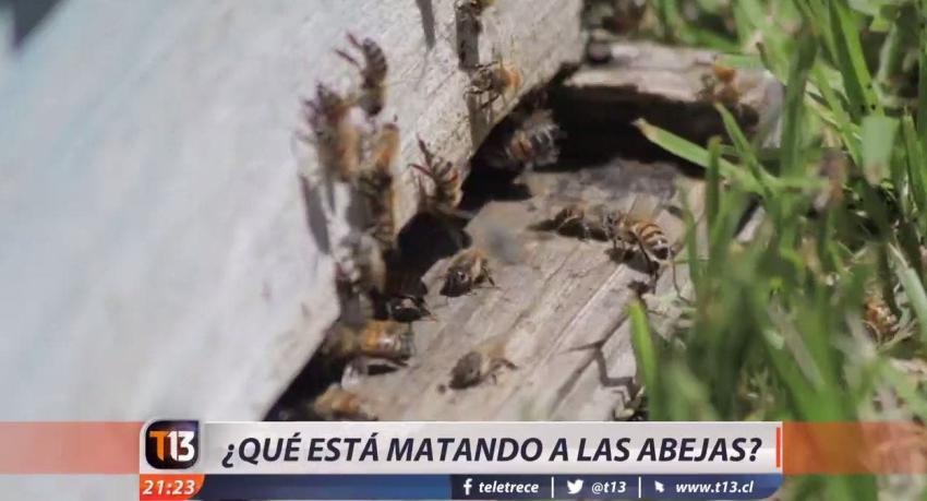 [VIDEO] Abejas en peligro de extinción: ¿Qué las está matando en Chile y el mundo?