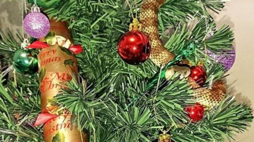 Mujer encuentra una serpiente venenosa de 1 metro enroscada en su árbol de Navidad