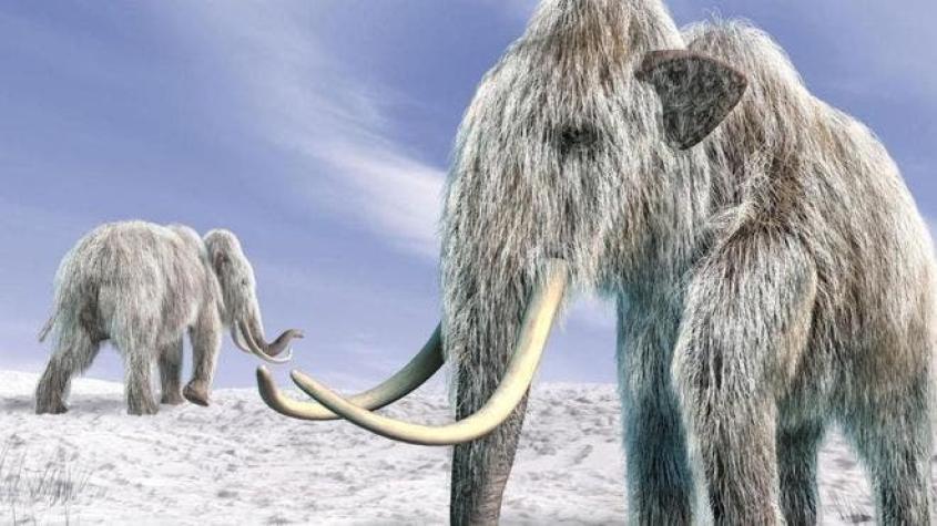 ¿El clima o la caza?: Qué fue lo que realmente barrió a los mamuts de la faz de la Tierra