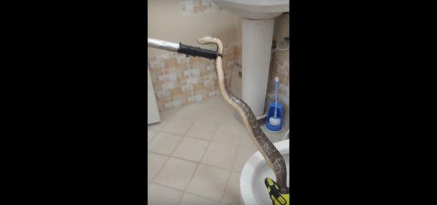 [VIDEO] Esta es la manera en que los profesionales sacan una serpiente del W.C.