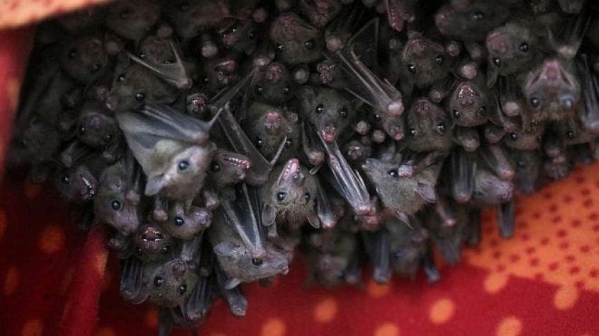 Los secretos de las conversaciones de los murciélagos que los científicos acaban de develar