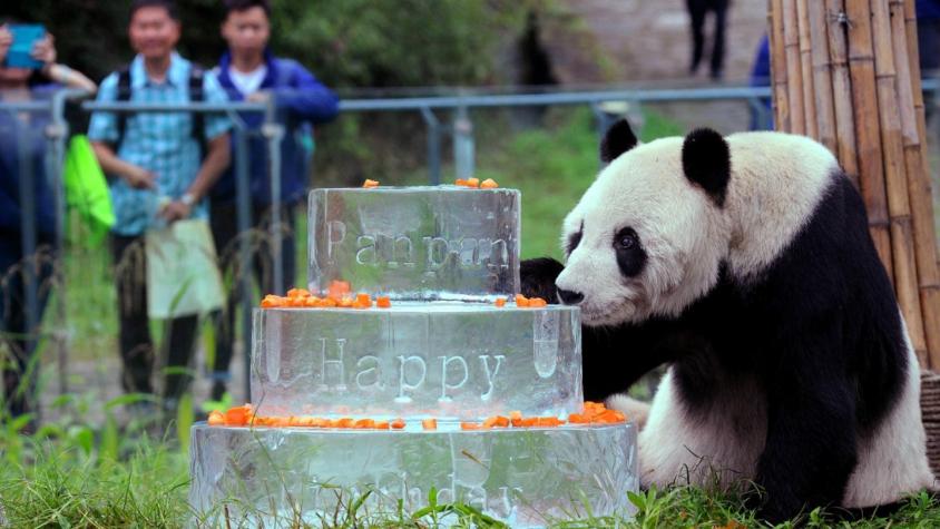 Pan Pan, el panda más viejo del mundo, falleció a los 31 años