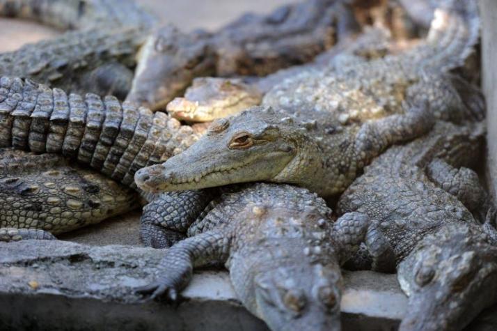 Un cocodrilo muerde a una turista que quería hacerse un selfi en Tailandia