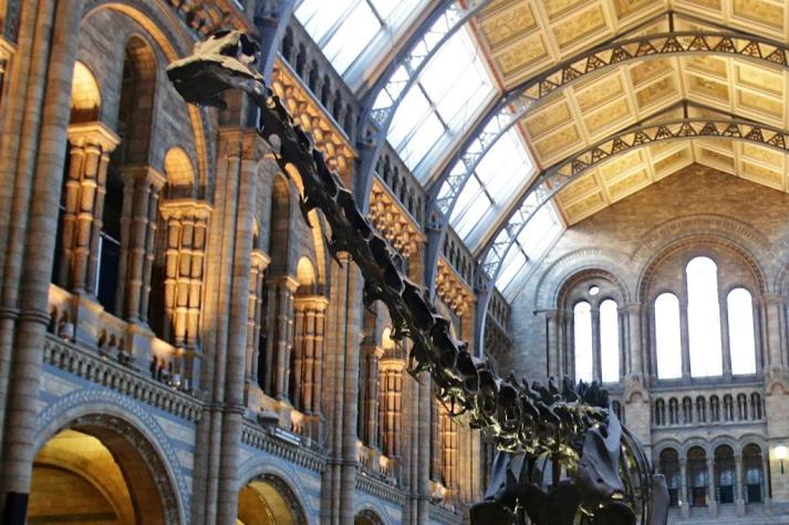 Museo de Historia Natural de Londres dice adiós a su famoso dinosaurio