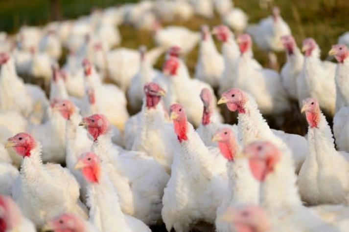 Sopraval registró pérdidas de US$6,5 millones por gripe aviar en planta de Quilpué