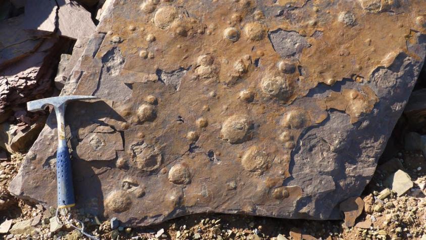 Hallan en Argentina el fósil más antiguo de América del Sur