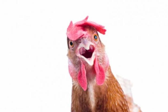 Las gallinas, animales inteligentes y empáticos