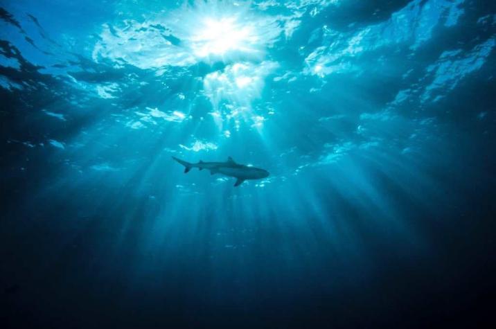 Joven sobrevive horas entre tiburones tras caer de su bote por culpa de un pez