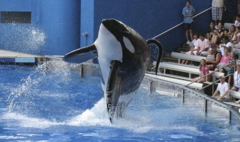 Muere Tilikum, la orca que mató a su entrenadora en SeaWorld