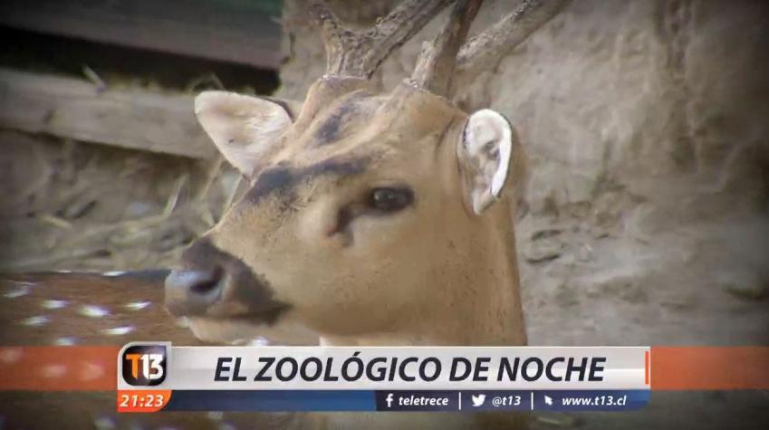 [VIDEO] Buin Zoo inaugura visitas nocturnas para esta temporada de verano